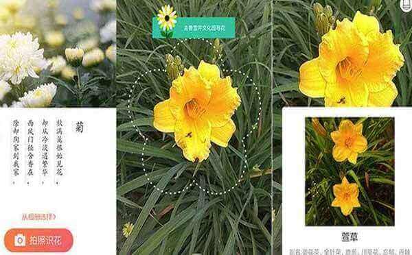 識花君小程序,人工智能識別花草_工具小程序測評